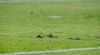 Bizarre reeks met 58 (!) penalty's in Zutphen: "Het werd steeds gekker"